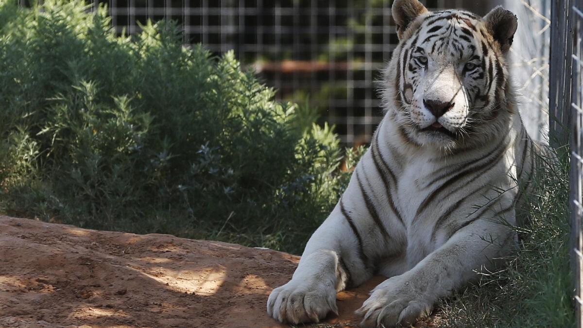 Tiger king watch online free 2025 reddit